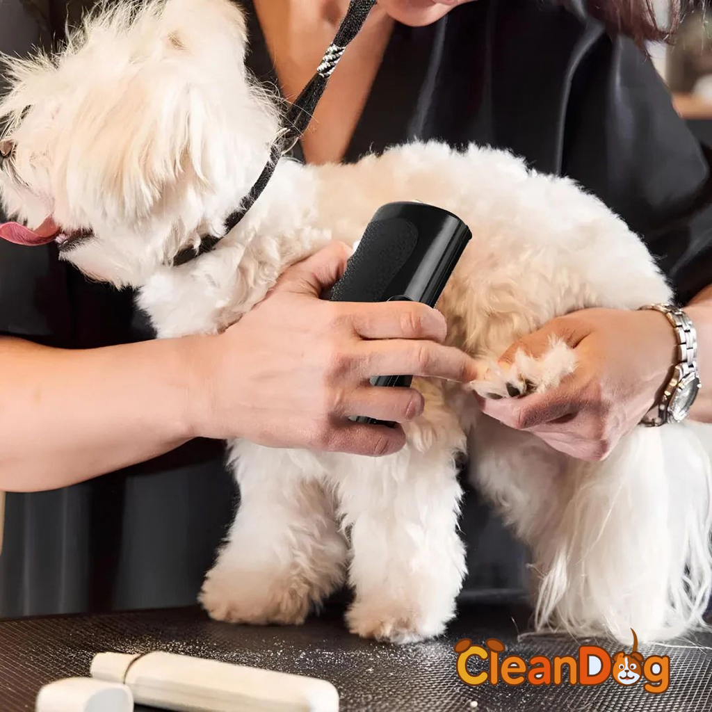 Brosse à chien